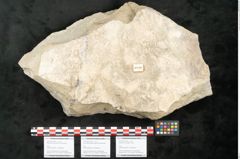 Foto (Objekt + Etikett) von Asplenium hochstetteri Unger (NHMW-GEO-2024-0188-10340c)